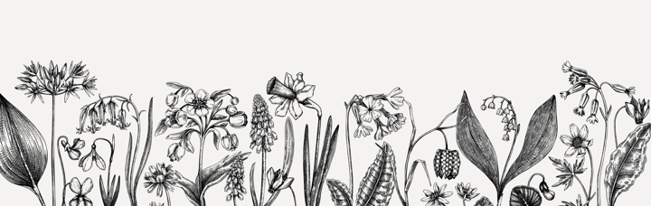 Horizontal vintage banner with wildflowers sketches. Floral backdrop in engraved style. Delicate contoured blooming flowers and leaves border. Spring woodland or garden botanical vector background